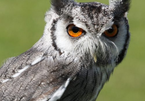 southern-white-faced-scops-owl